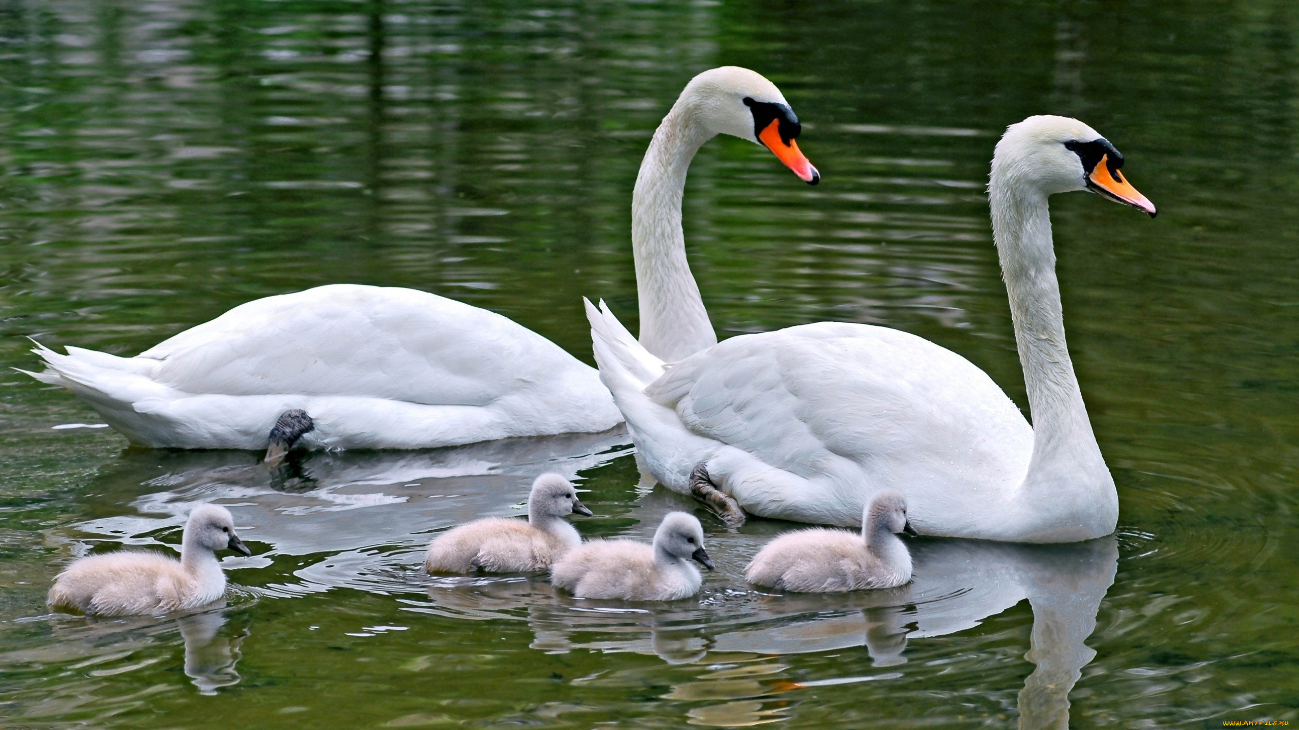 swan, family, , , , , , 